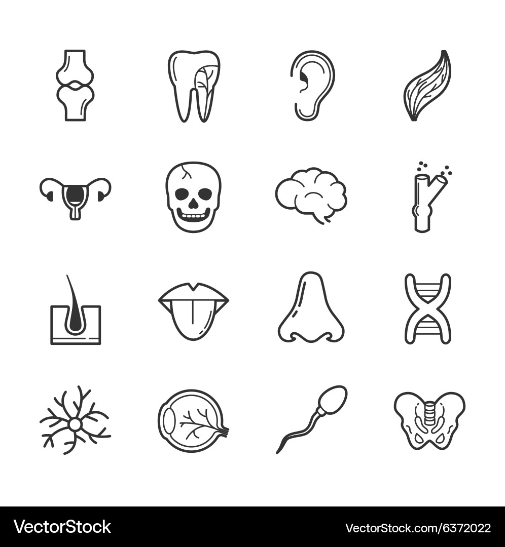 Set of internal organs icons eps10 format vector image