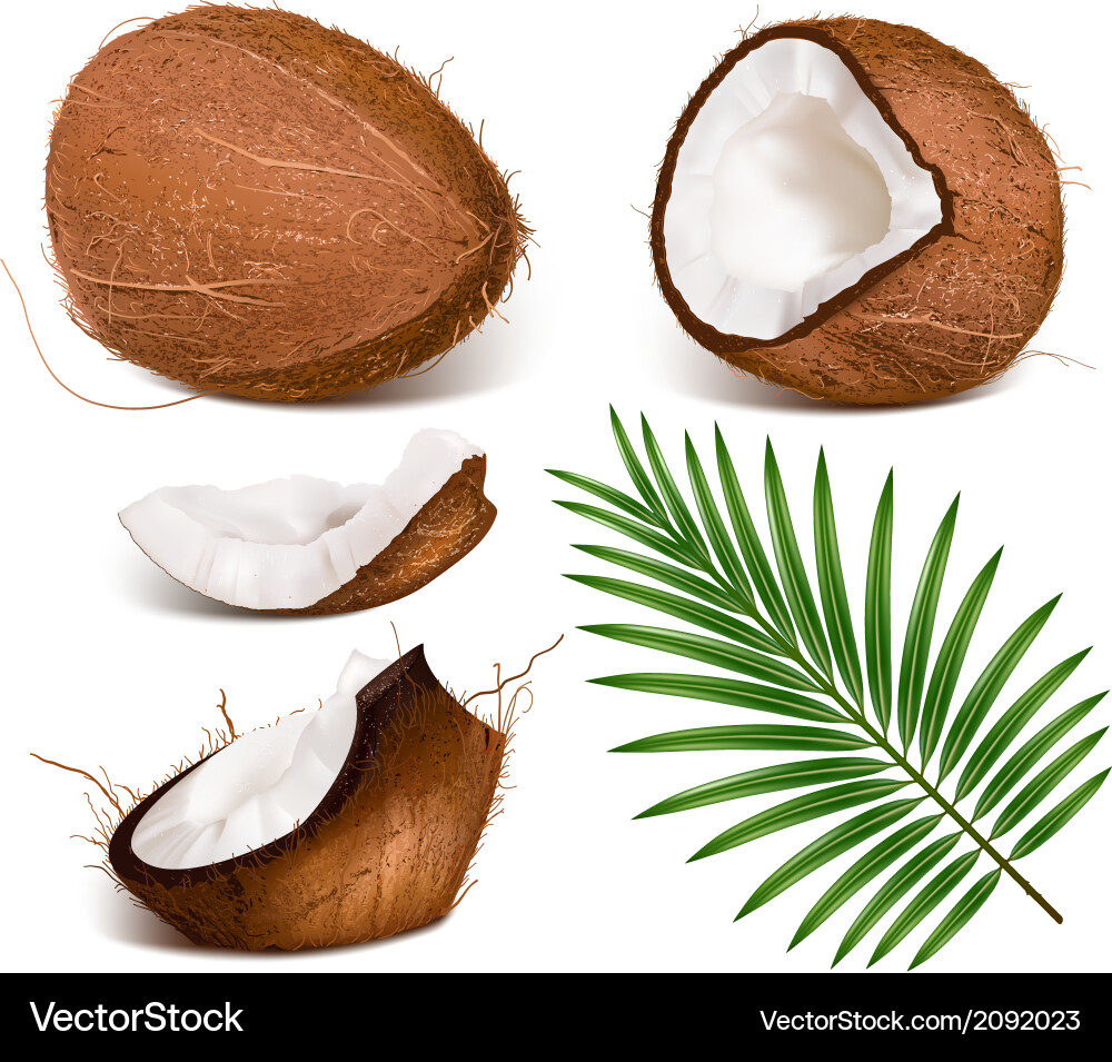 Coconuts with leaves Royalty Free Vector Image