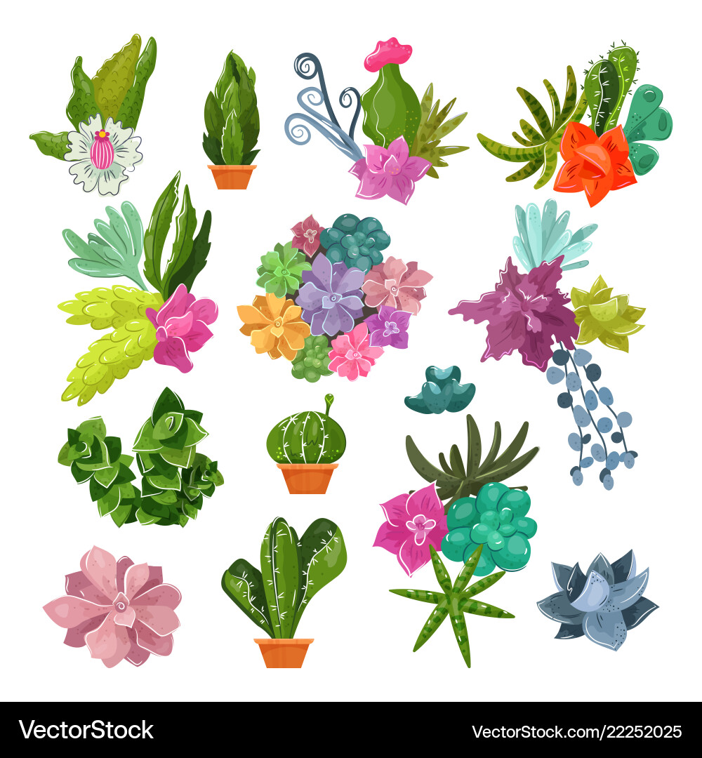 Botanical Cacti & Flowers Vector Image