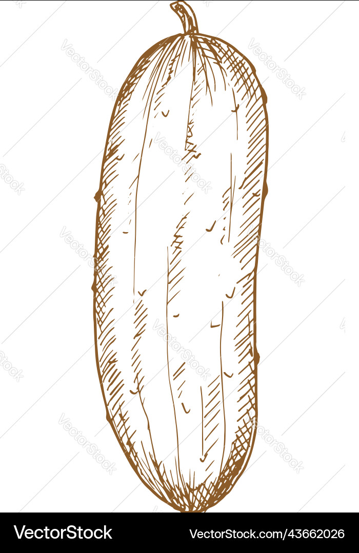 Cucumber gherkin isolated monochrome sketch Vector Image