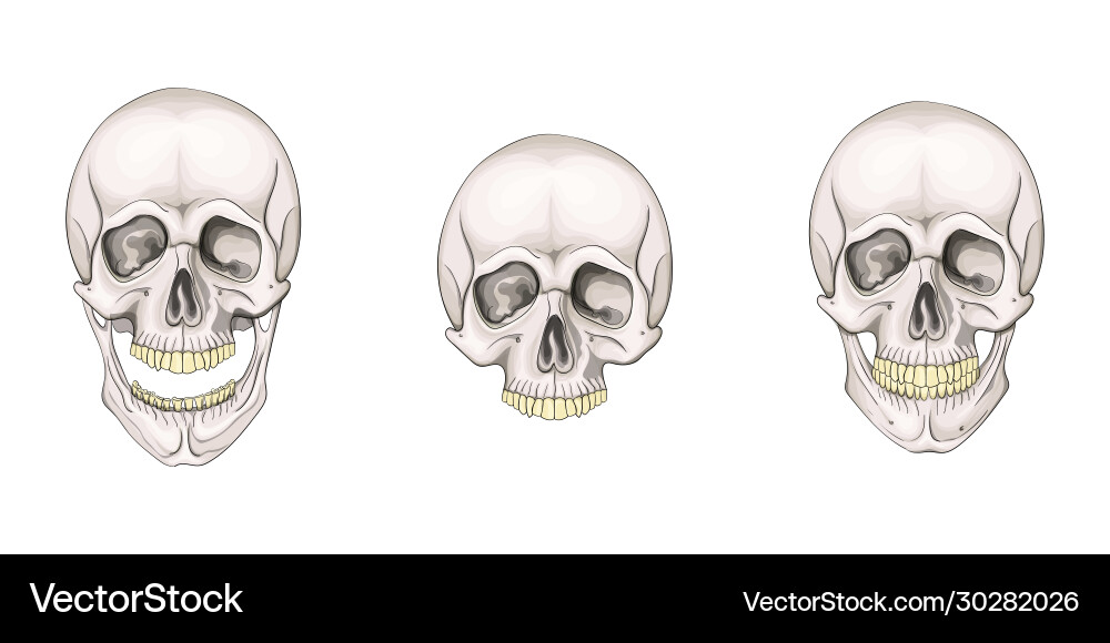 Mensch Totenkopf Set isoliert auf weißem Hintergrund Mensch Totenkopf Set isoliert auf weißem Hintergrund vektorbild