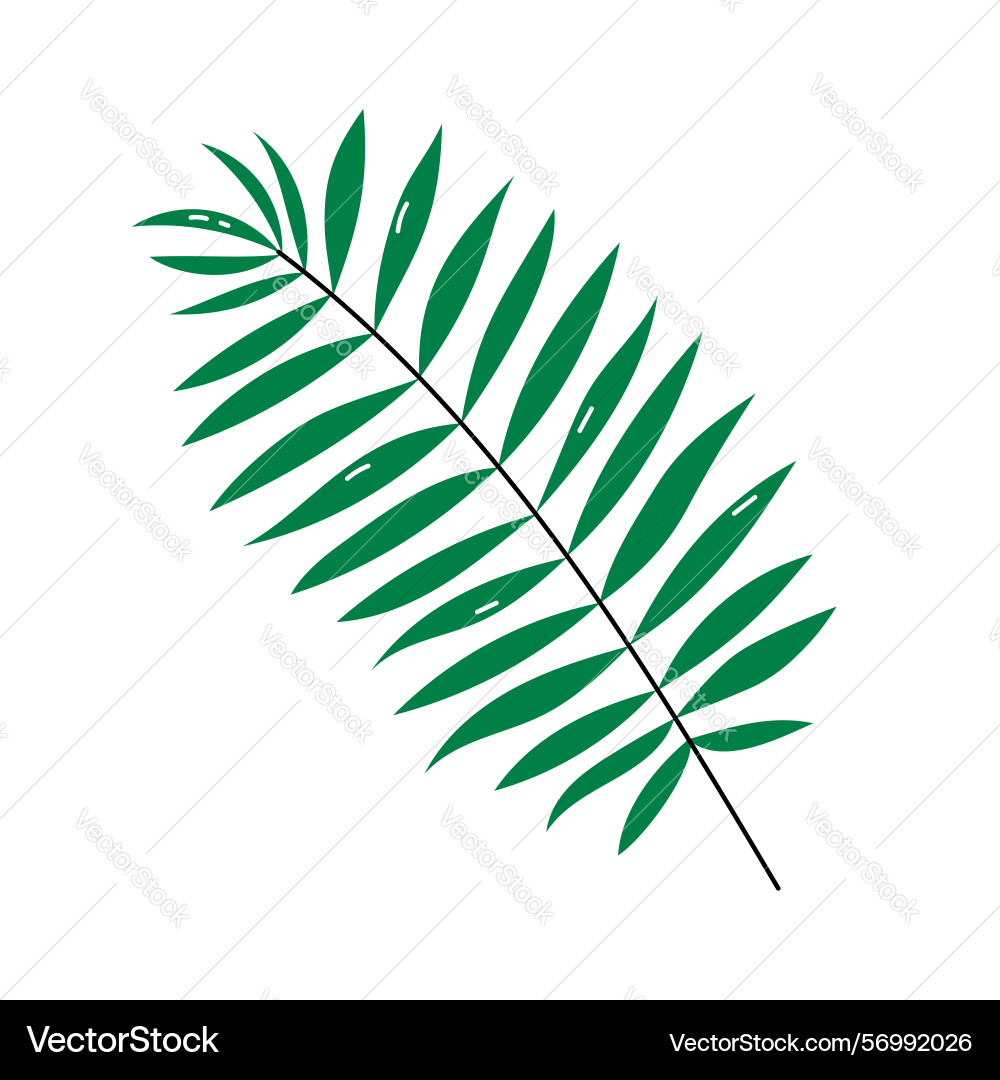 Palm tree leaf isolated element Vector Image