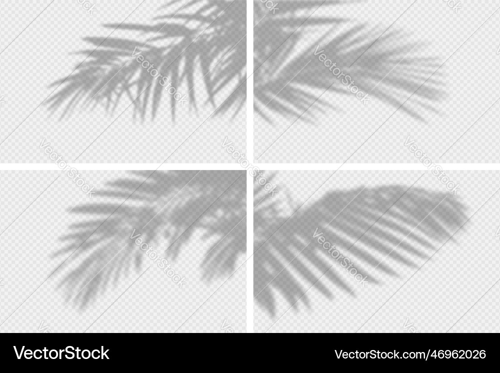 Shadow overlay of palm tree branch set vector image