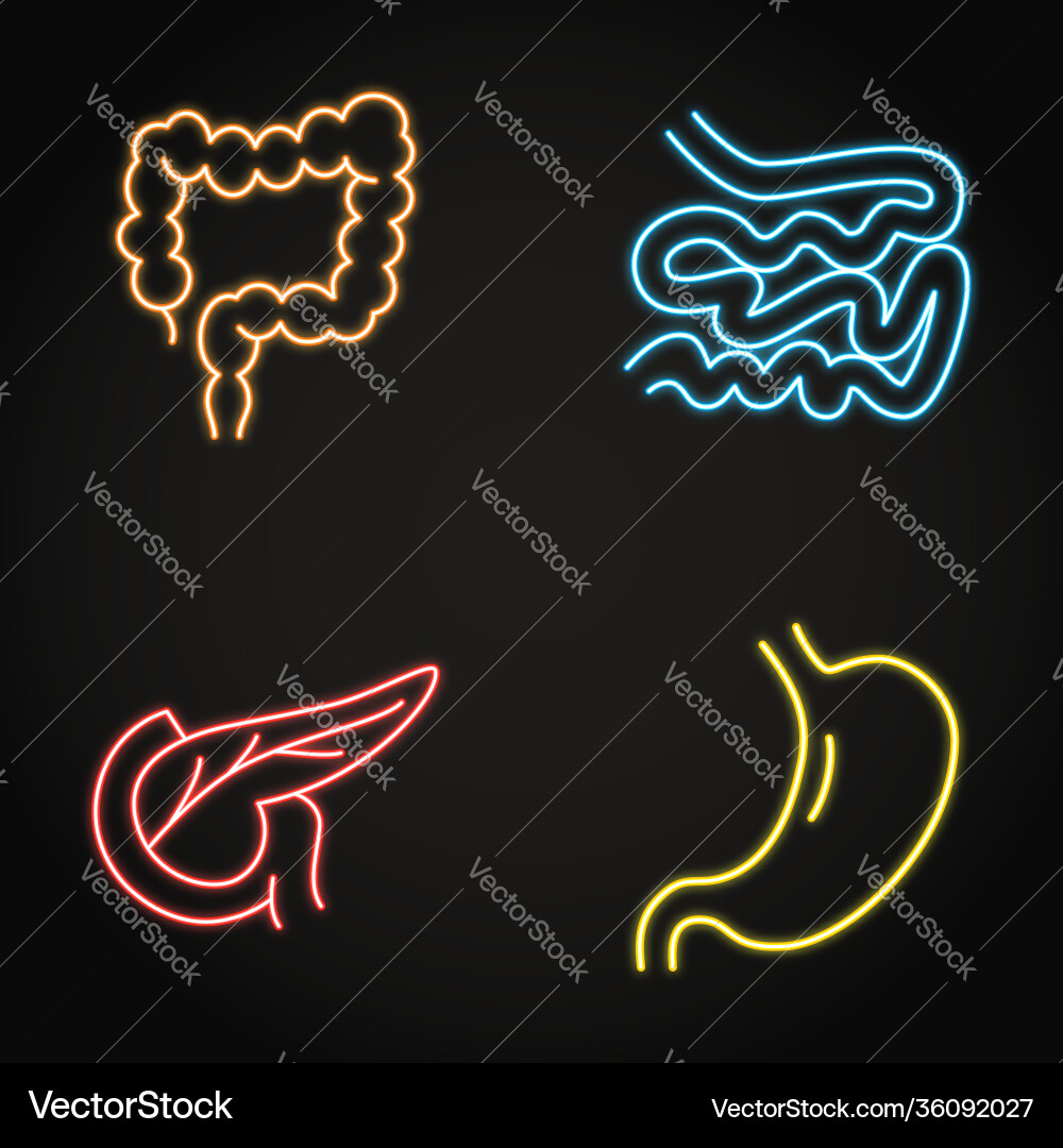 Digestive System Neon Icon Set vector image