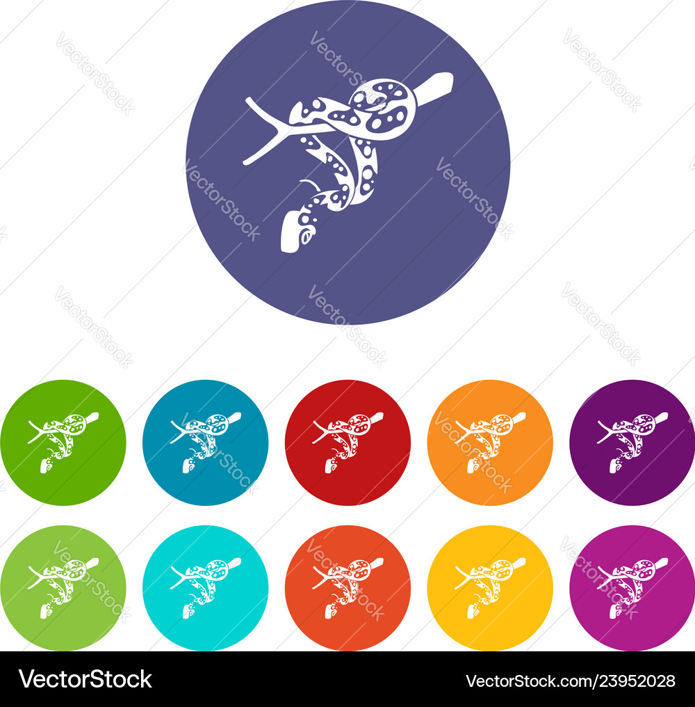 Ball Python Icons setzen Farbe Ball Python Icons setzen Farbe Vektorbild