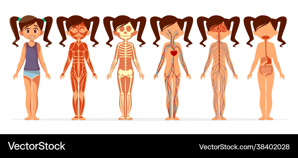 Girl body anatomy cartoon female muscular vector image