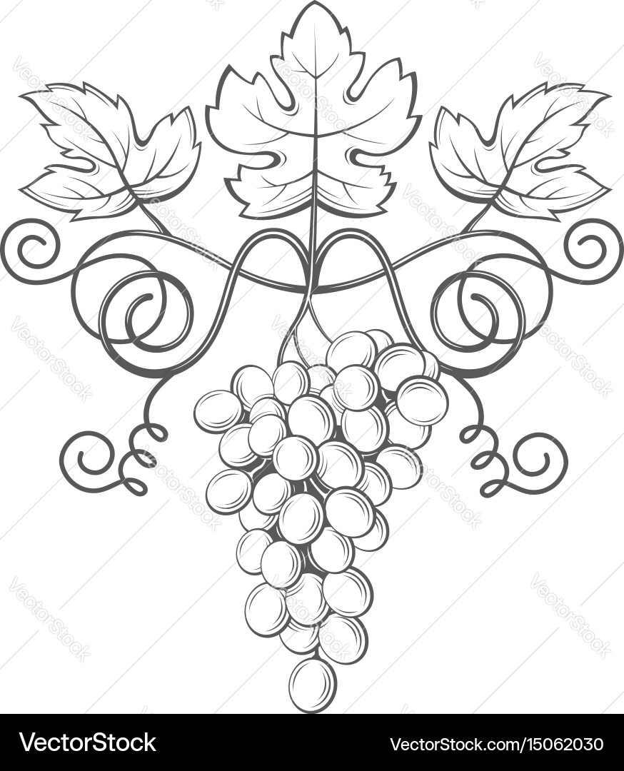 Grape Bunch with Leaves Royalty Free Vector Image
