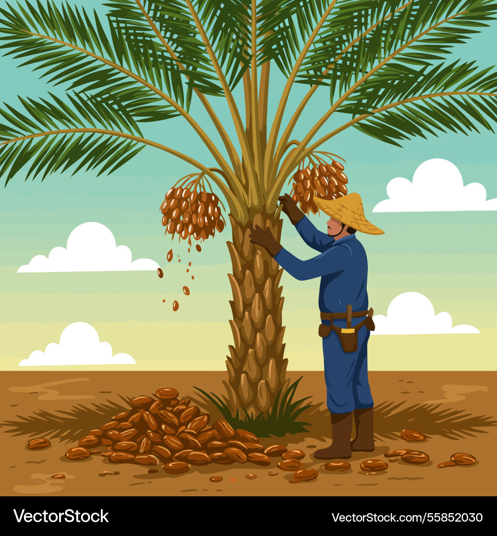Harvesting dates from a palm tree by farmer Vector Image