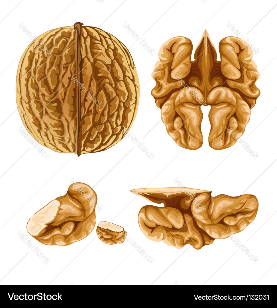 Walnut Nut with Shell vector image