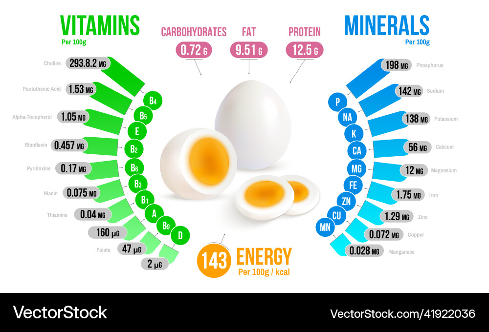 Egg nutrients infographics diagram vector image