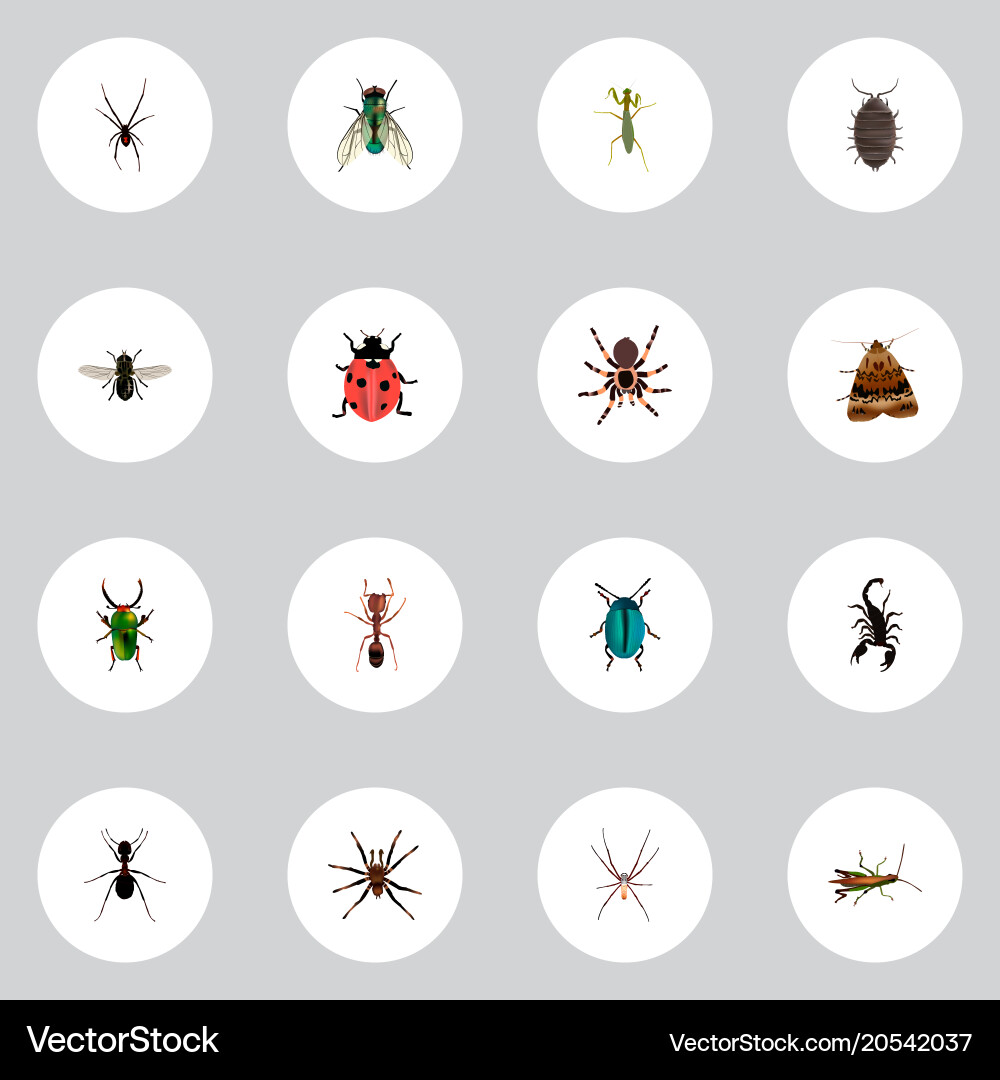 Set of insect realistic symbols with ladybug wasp Vector Image