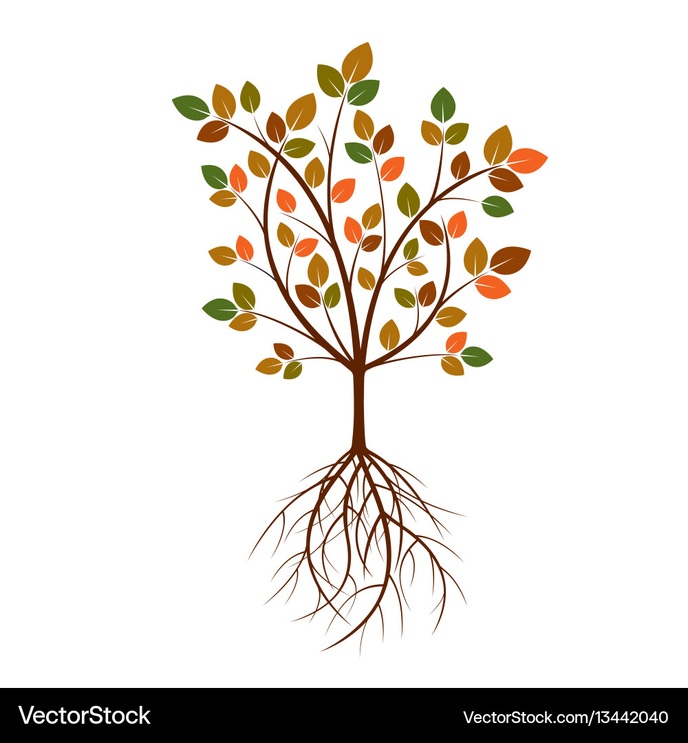 Autumn Tree with Roots Vector Image