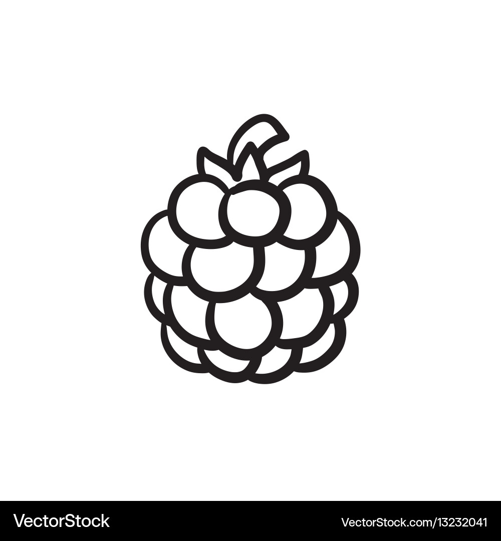 Raspberry sketch icon vector image