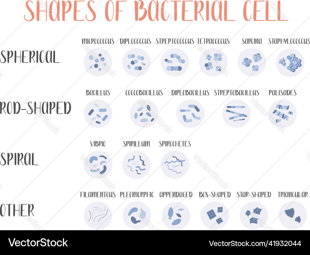 Bacteria classification shapes of types Bacteria classification shapes of types vector image