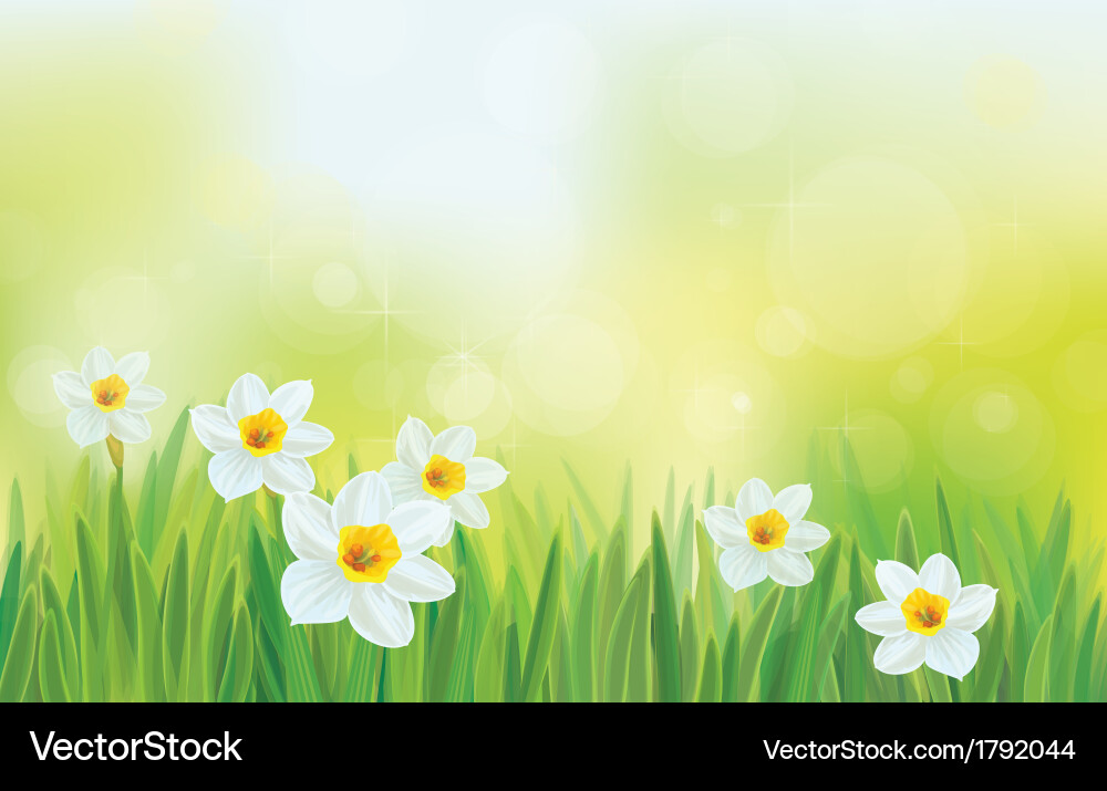 Spring Daffodils in Bloom vector image