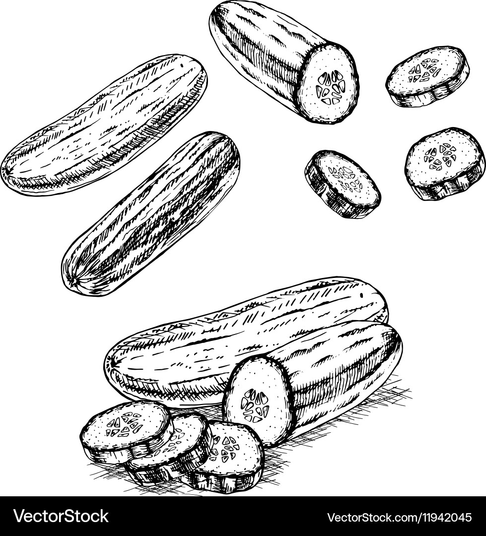 Cucumber Sketch Set Vector Image