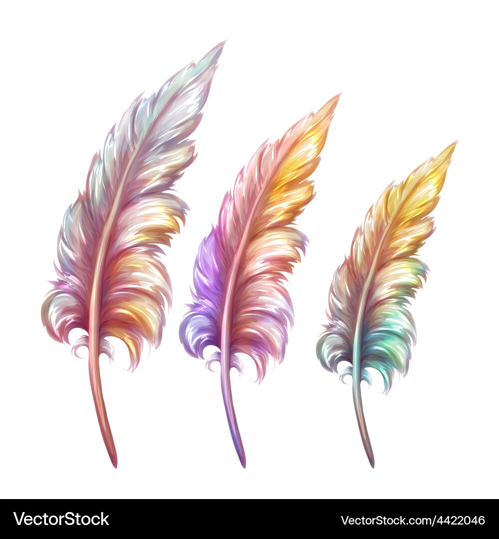 Feather in three colors Vector Image