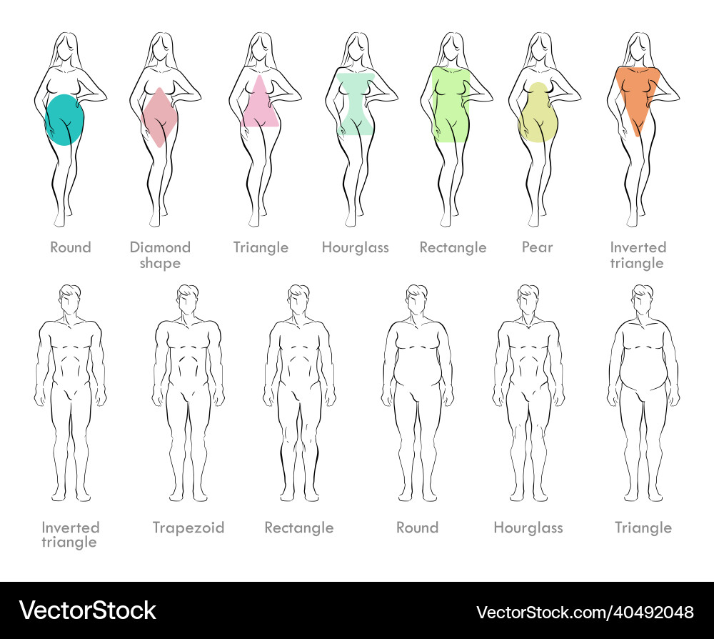 https://cdn.vectorstock.com/i/1000v/20/48/male-and-female-body-types-vector-40492048.jpg