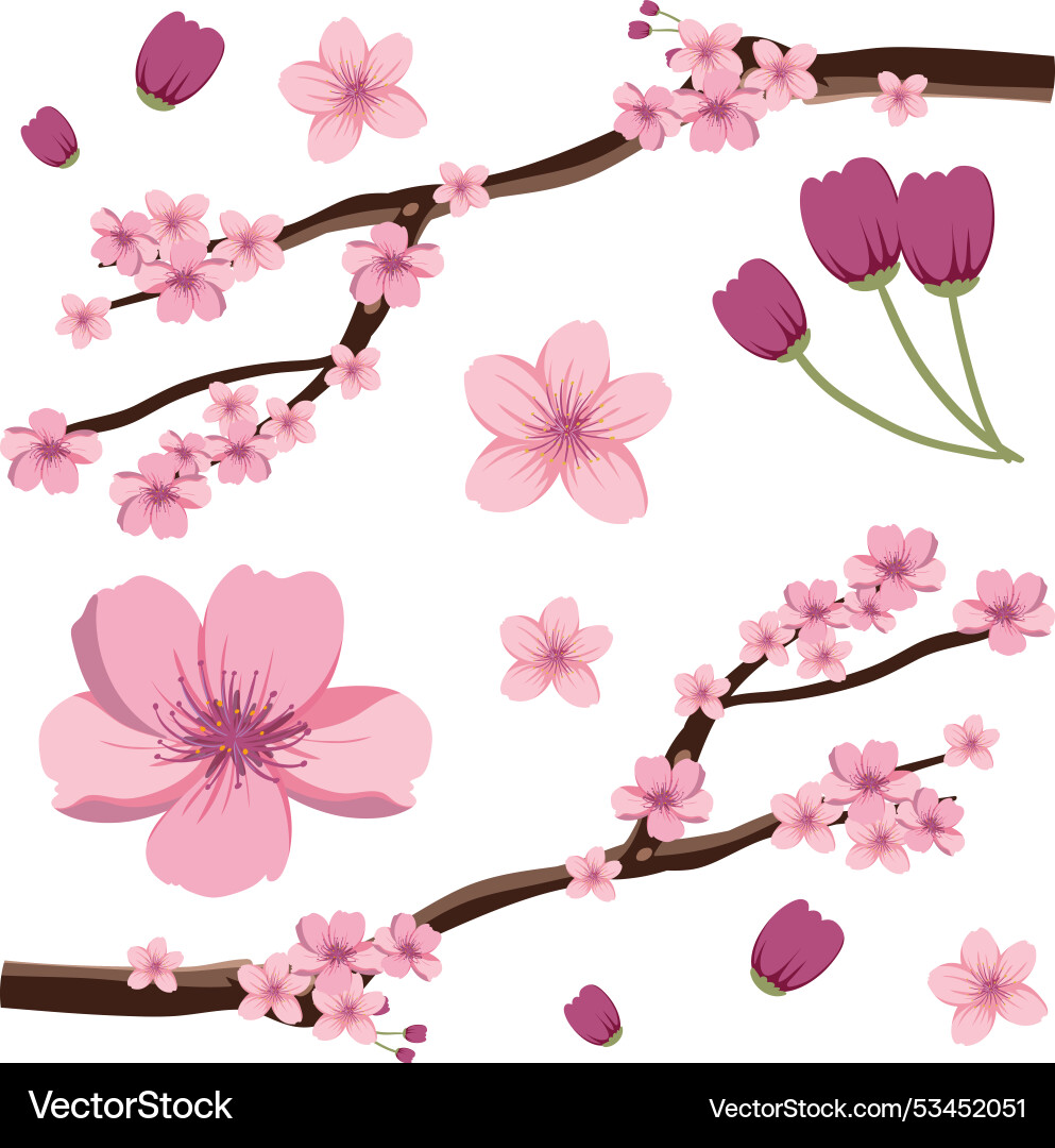 Pink cherry blossoms on branches with buds Pink cherry blossoms on branches with buds vector image