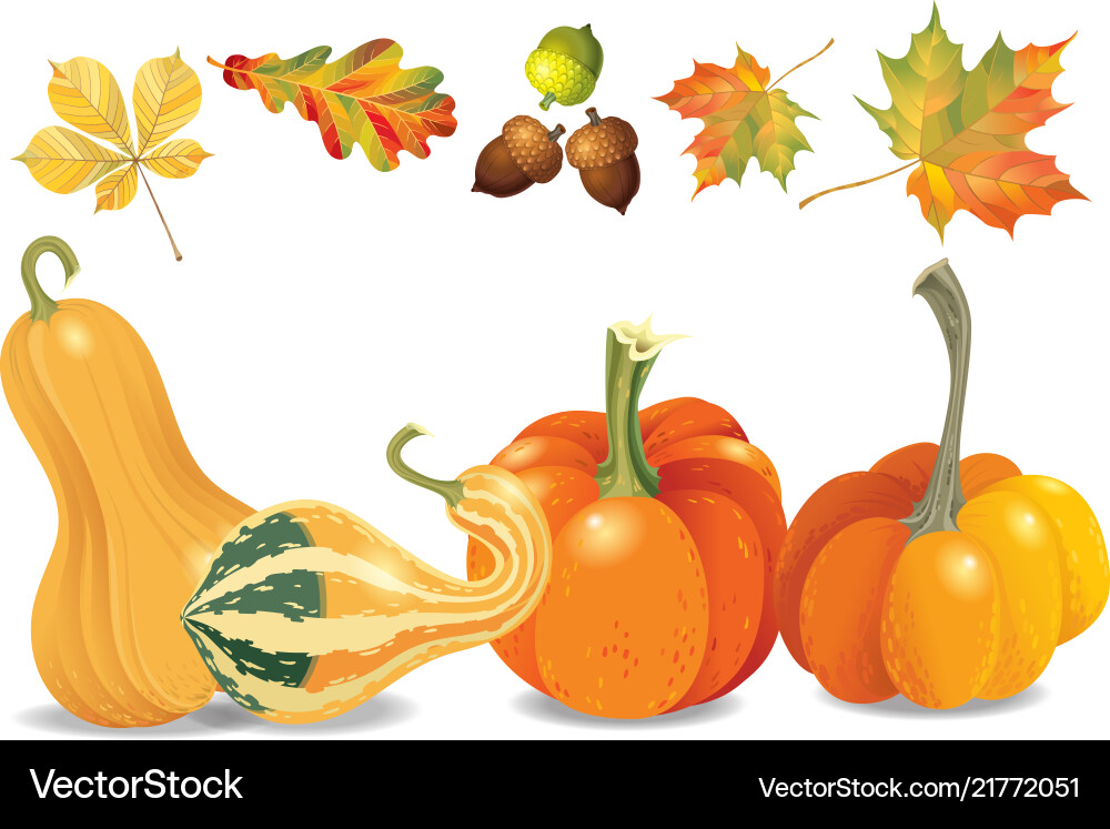 Set of autumn objects pumpkins different types vector image