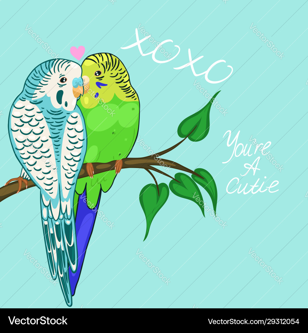 Greeting card with budgies in love blue and green Greeting card with budgies in love blue and green vector image