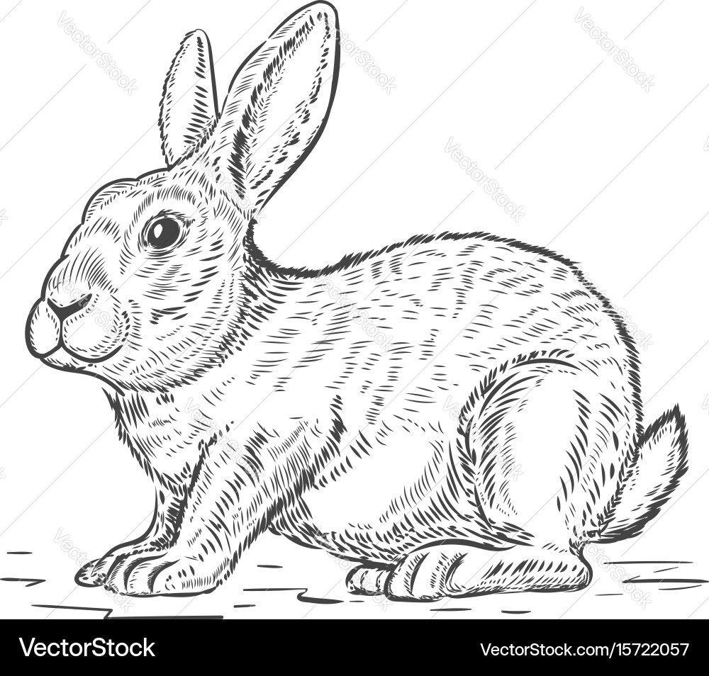 Rabbit isolated on white background design vector image