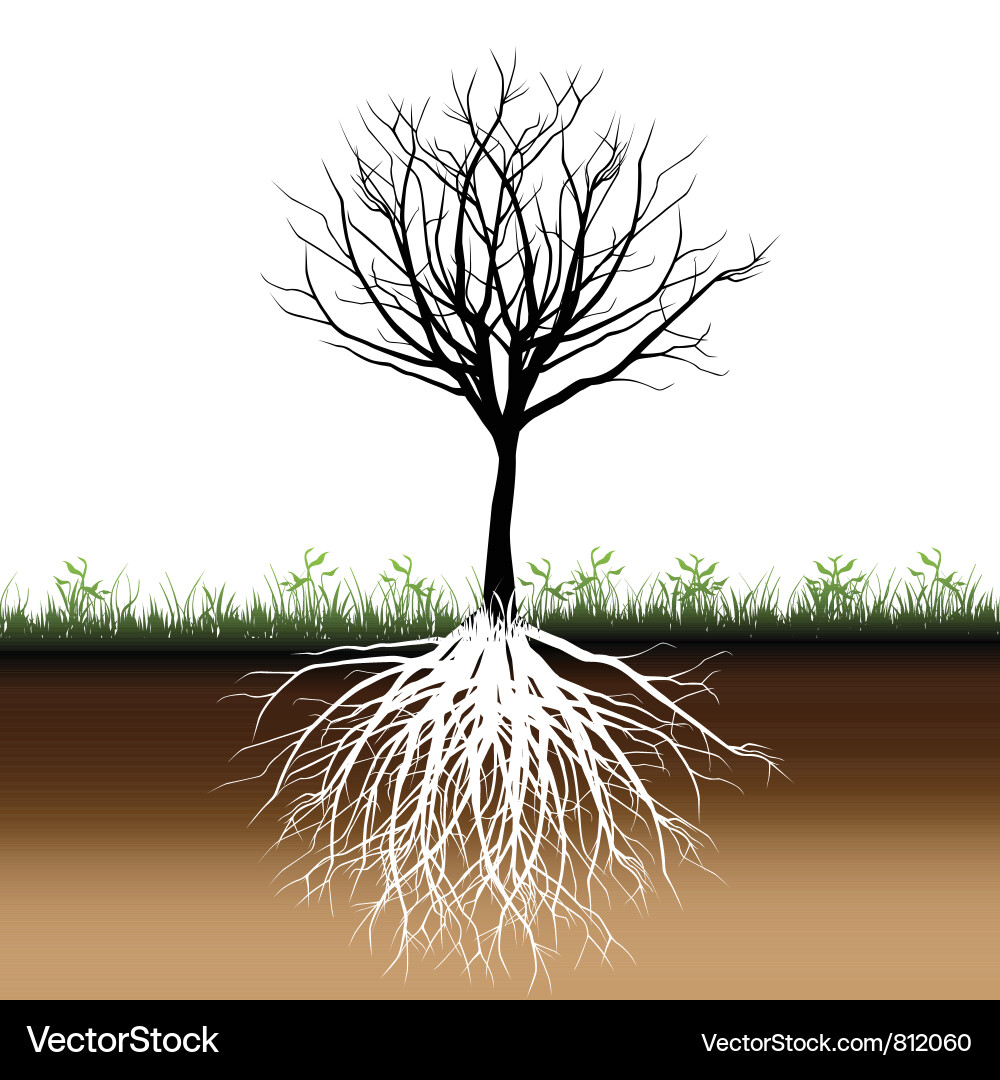 Tree Roots System vector image