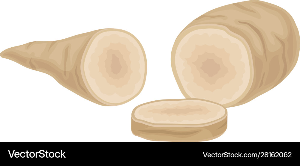 Parsnip root cut into two halves item Vector Image