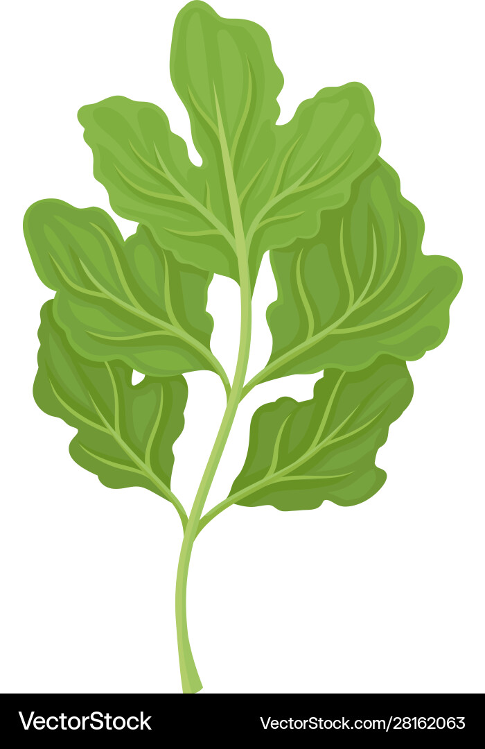 Parsnip leaves item detailed Parsnip leaves item detailed Vector Image