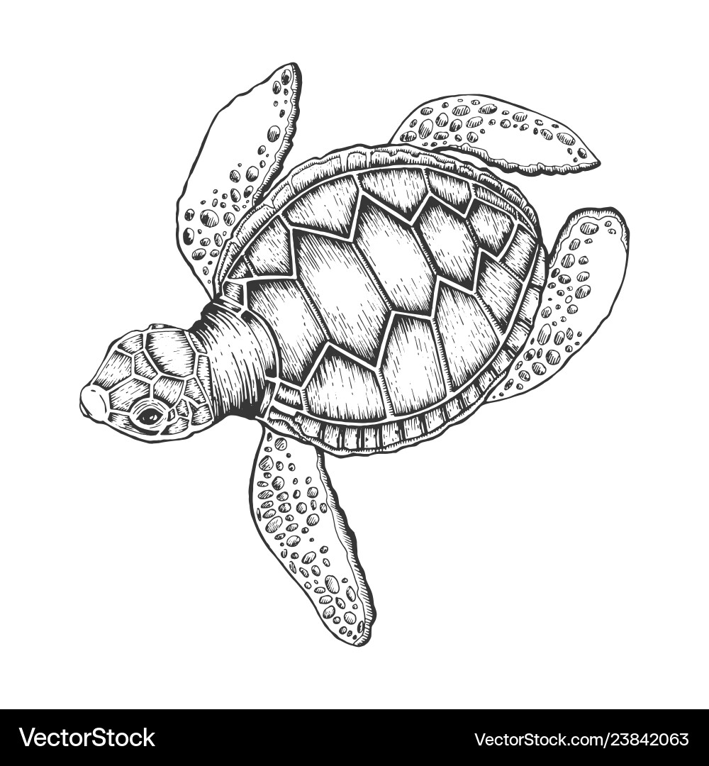 Scratch Board Turtle vector image