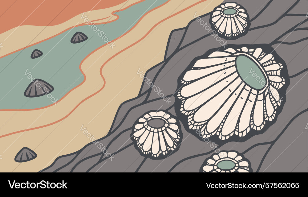 Decorative seashell cluster on textured surface Vector Image