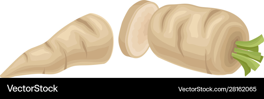 Parsnip root cut into two halves item Parsnip root cut into two halves item vector image