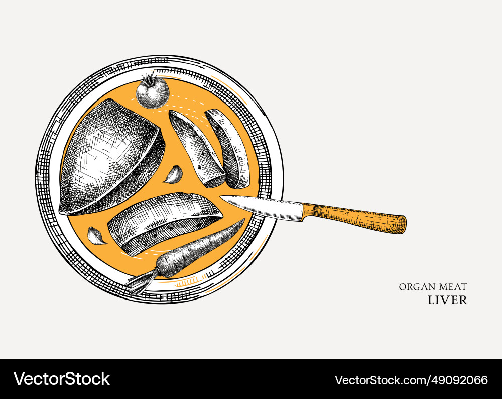 Beef liver design internal organs of farm animal Vector Image