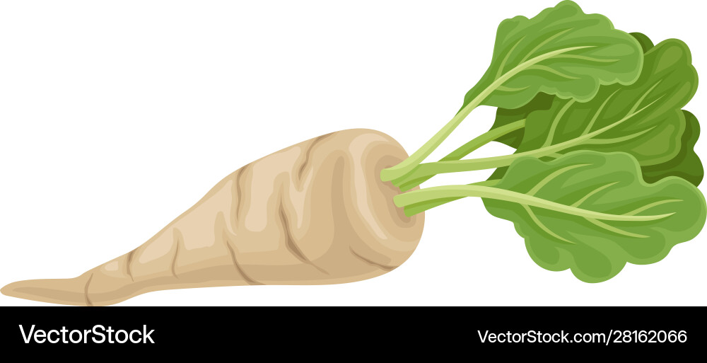 Parsnip root with green leaves in full length Parsnip root with green leaves in full length vector image