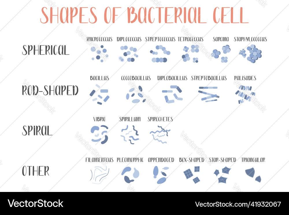 Bacteria classification shapes of types Bacteria classification shapes of types vector image