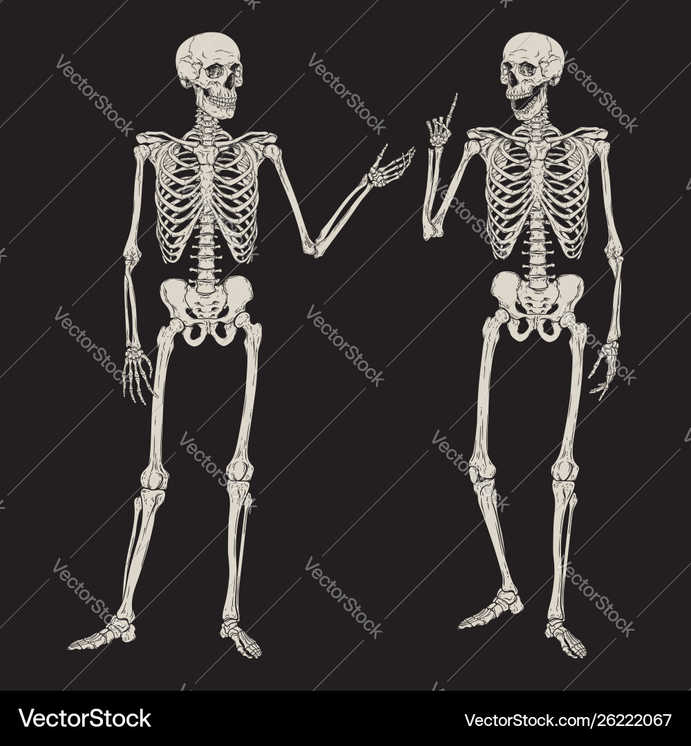 Human skeletons posing isolated over black Vector Image