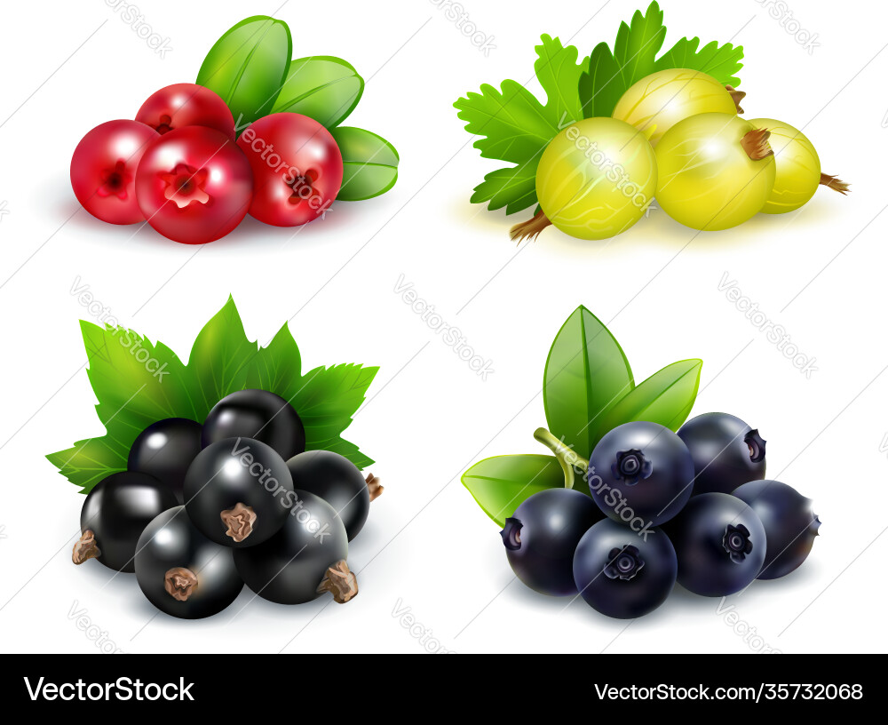Berry clusters realistic set Berry clusters realistic set Vector Image