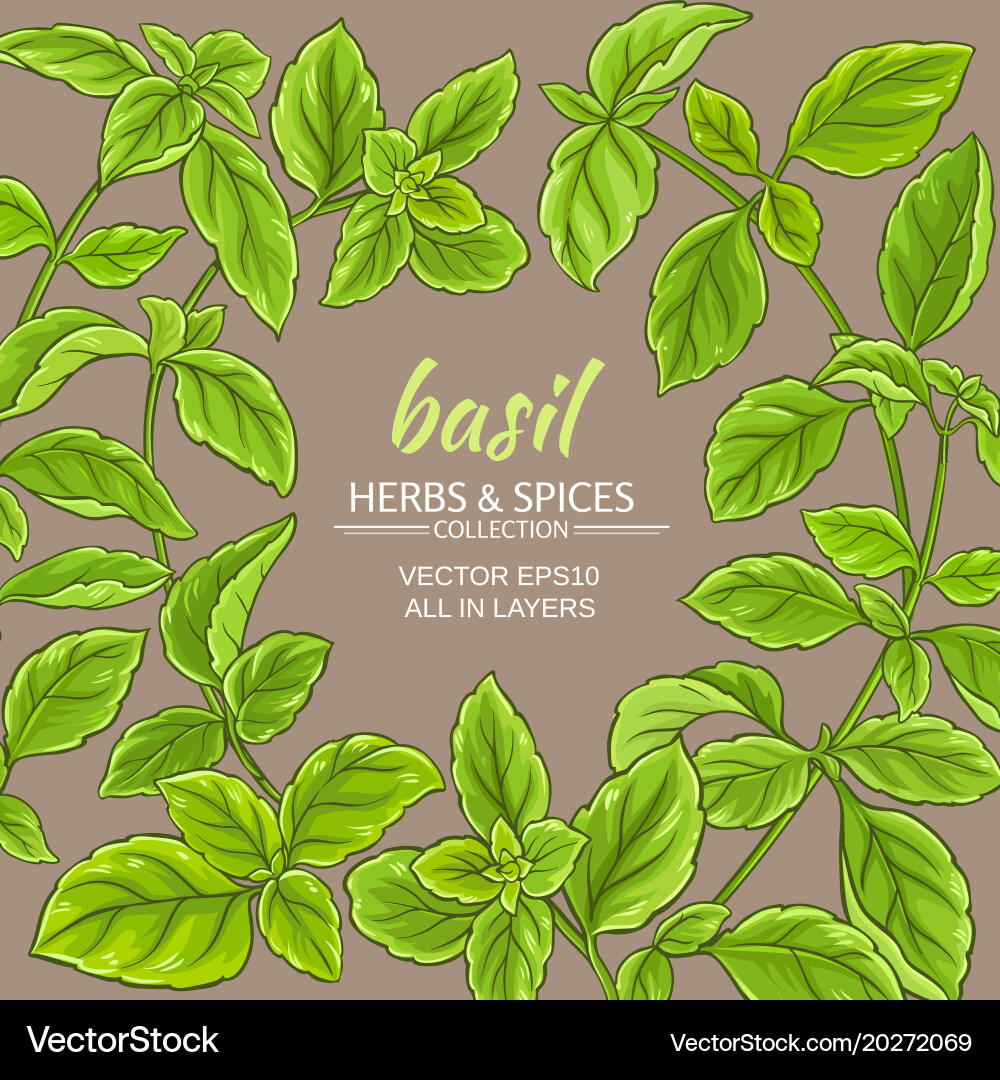 Basil frame Royalty Free Vector Image - VectorStock