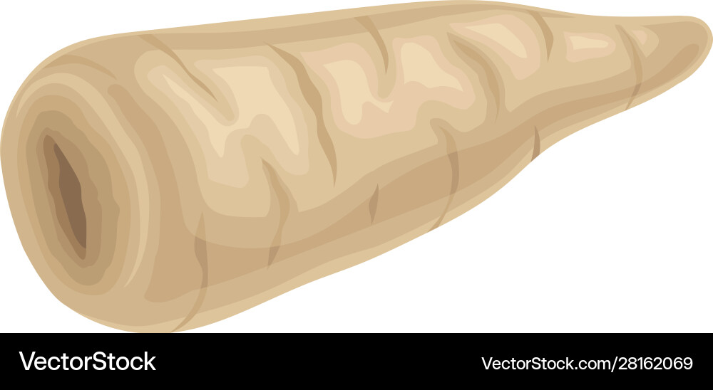 Parsnip root without green leaves item Parsnip root without green leaves item vector image