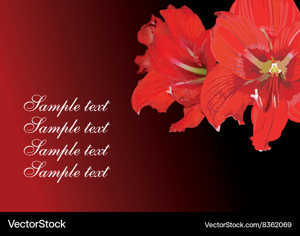 Red lily design with text space Vector Image