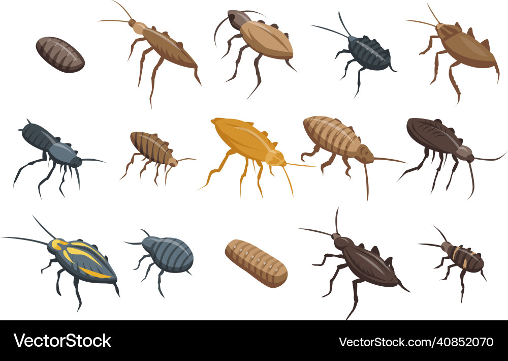 Cockroach icons set isometric style Vector Image