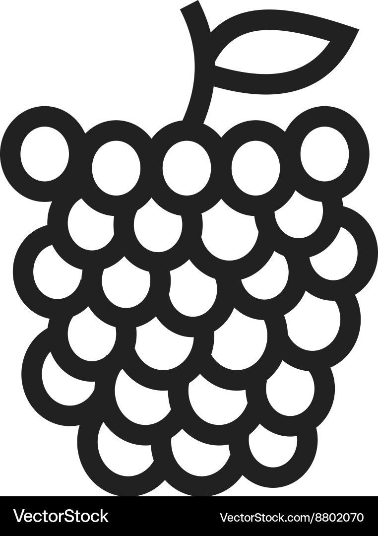 Raspberry vector image