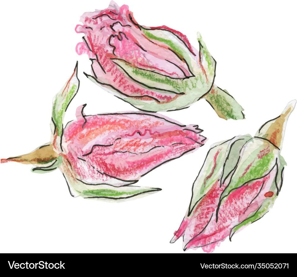 Dried rose bud watercolor Dried rose bud watercolor vector image
