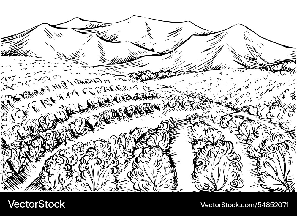 Landscape with grape fields graphics Landscape with grape fields graphics vector image