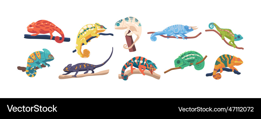Set colorful chameleons with distinctive scales Set colorful chameleons with distinctive scales vector image