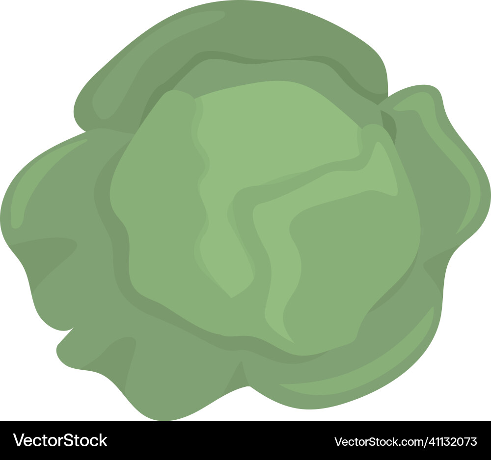 Fresh cabbage semi flat color object Fresh cabbage semi flat color object Vector Image
