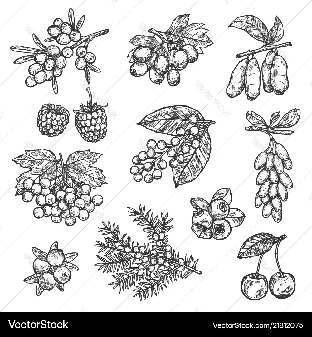 Farm and forest sketch berries harvest Farm and forest sketch berries harvest vector image