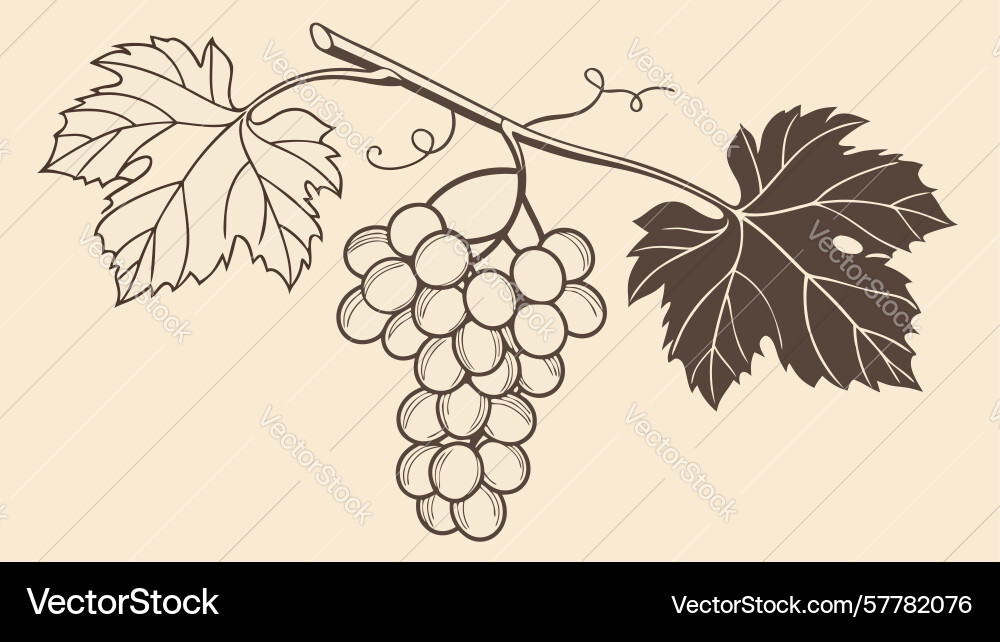 Grape vine with leaves and clusters botanical Vector Image