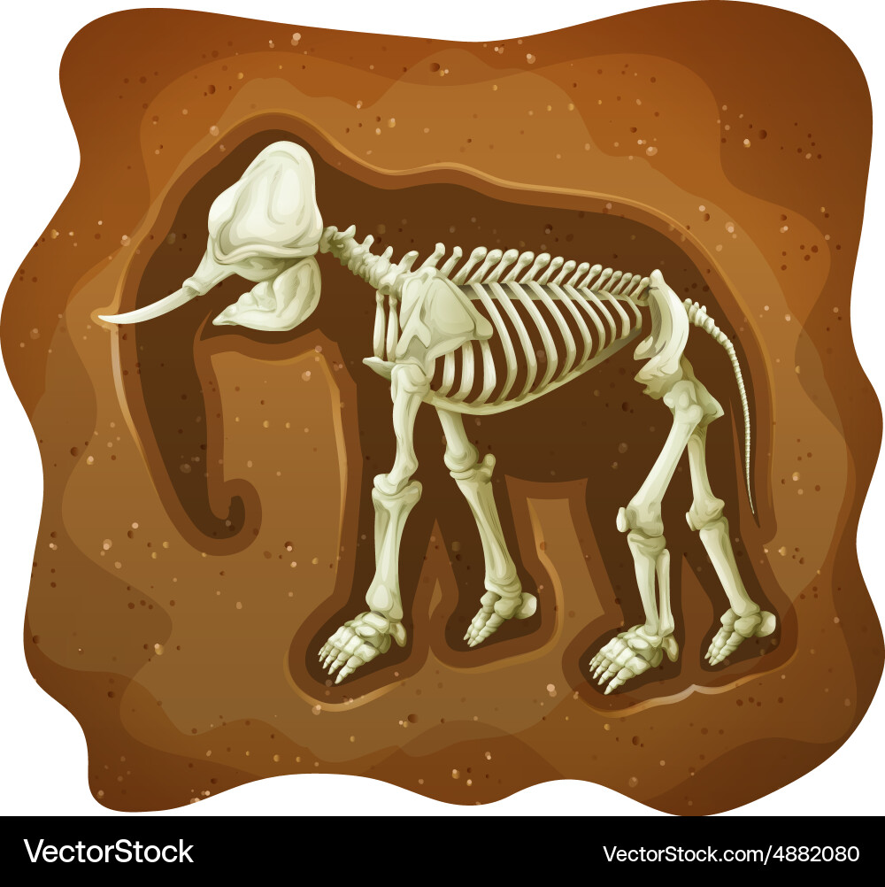 Ancient Fossil Skeleton vector image