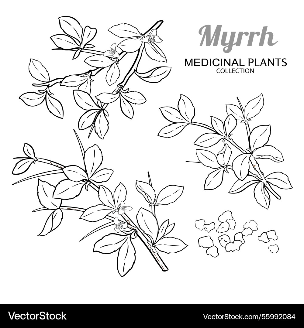 Myrrh branch with flowers outline Myrrh branch with flowers outline vector image
